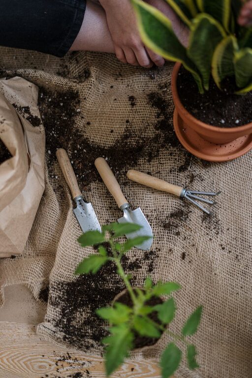 Tips for Starting and Maintaining a Successful Home Garden Year-Round